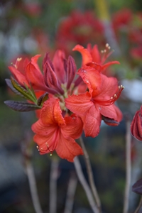 Azalea Dorothy Corston